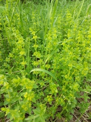 Cruciata glabra krylovii