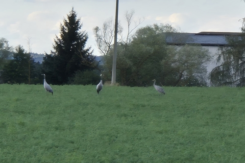 Common Crane