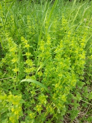 Cruciata glabra krylovii