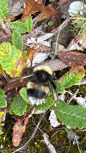 Cryptic Bumble Bee