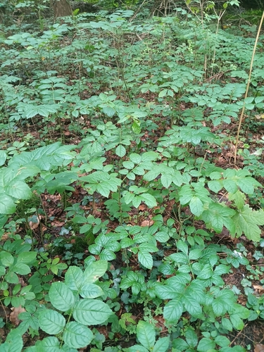 European ash