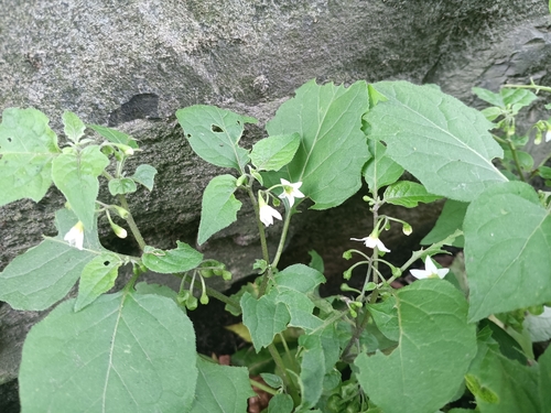black nightshade