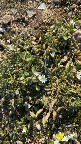Alpine Mouse-ear