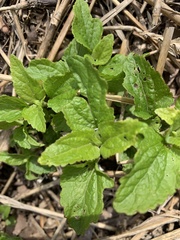 Conoclinium coelestinum