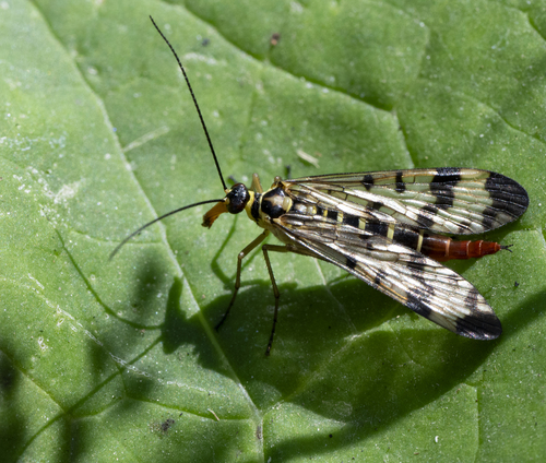 Common European Scorpionfly