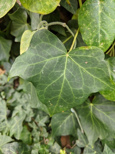 Hedera canariensis