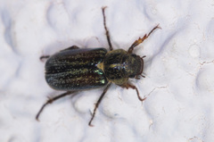Dichelonyx pusilla