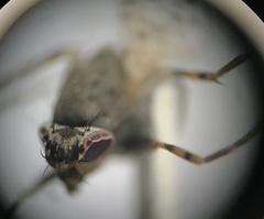 Traginops orientalis
