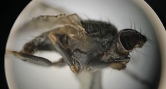 Traginops orientalis