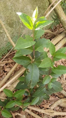 tree privet