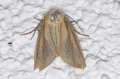 Leucania oaxacana