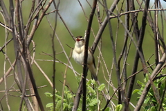Acrocephalus schoenobaenus
