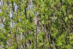 Curruca communis