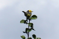 Motacilla citreola