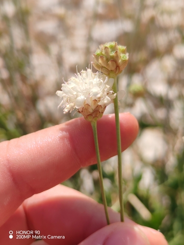 Cephalaria leucantha
