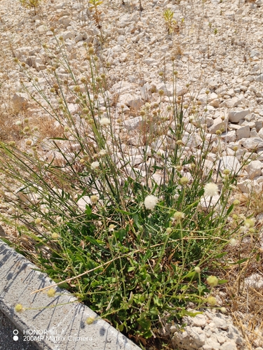 Cephalaria leucantha, photograph 5