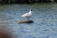 Chroicocephalus ridibundus