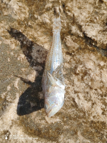 Lesser Weever
