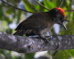 Chloropicus griseocephalus