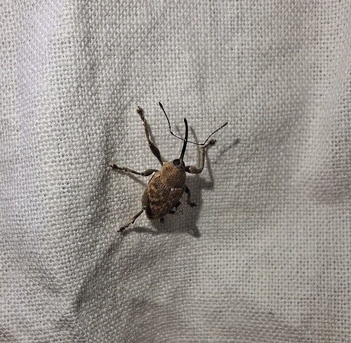 acorn weevil
