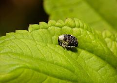 Cionus scrophulariae