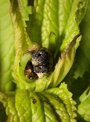Cionus scrophulariae