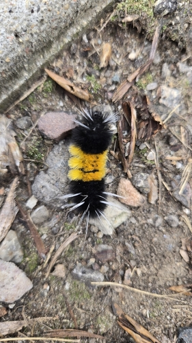 Spotted Tussock Moth