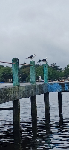 Common Kelp Gull