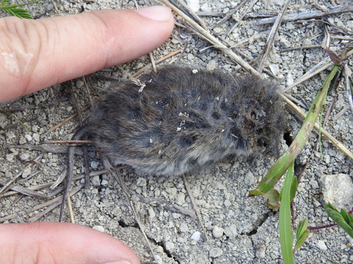 Baiomys taylori