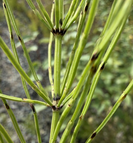 field horsetail