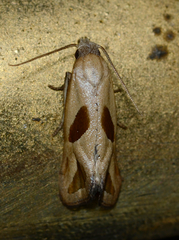 Eugnosta bimaculana