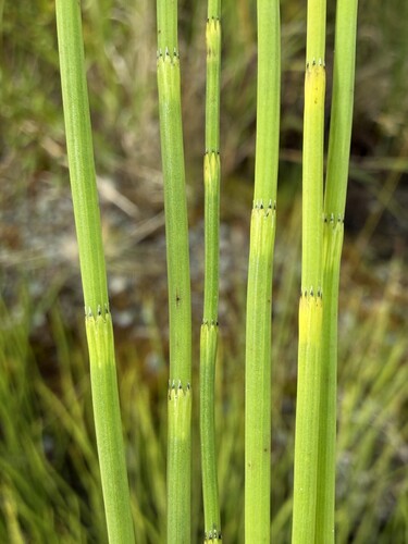 water horsetail