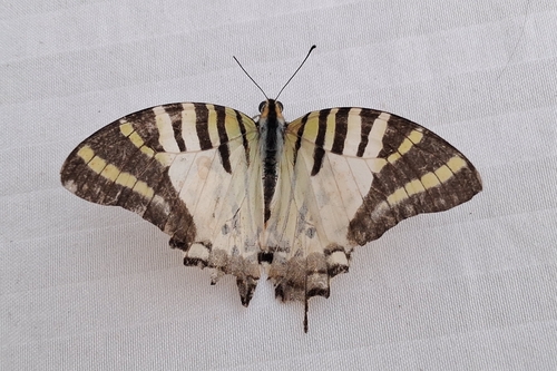 Five-bar Swordtail