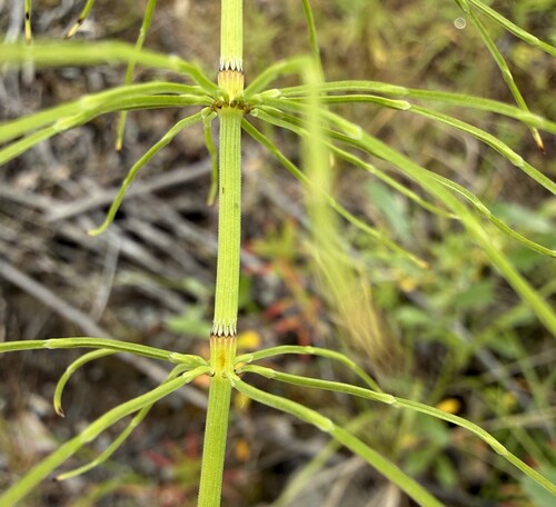meadow horsetail