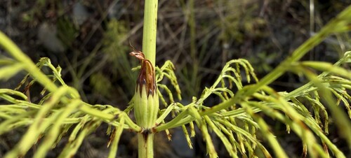 wood horsetail