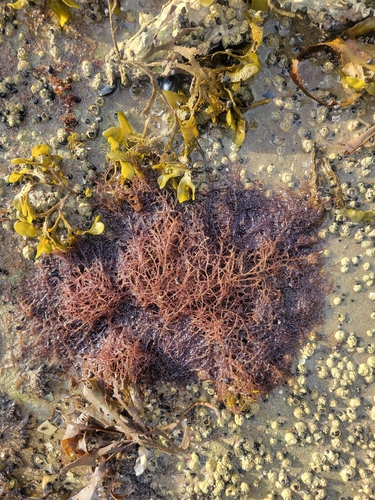 Chondria dasyphylla observed 2026-09-04