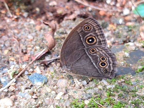Dingy Bushbrown