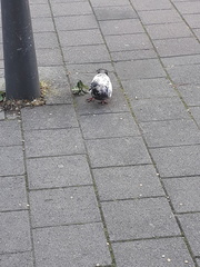 Columba livia domestica