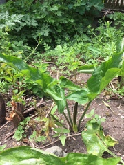 Arum elongatum