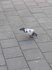 Columba livia domestica