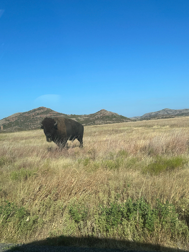 Bison photographed at Oxley Rd, Mountain Park, OK, US