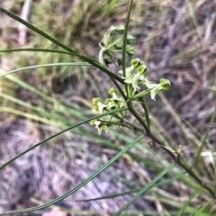 Xysmalobium zeyheri