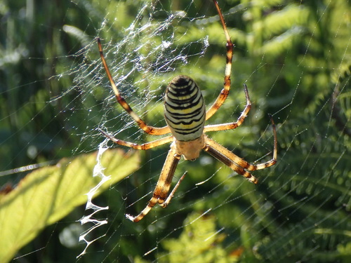 Wasp Spider