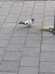 Columba livia domestica