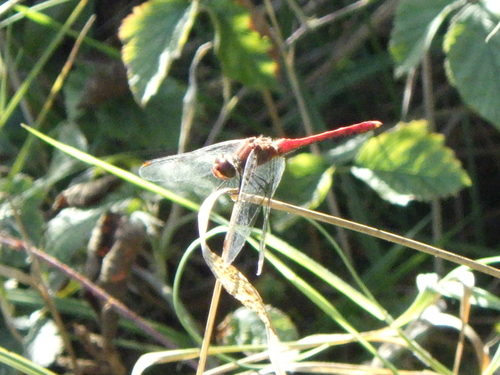 Ruddy Darter