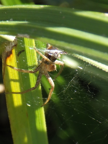 European Nursery Web spider