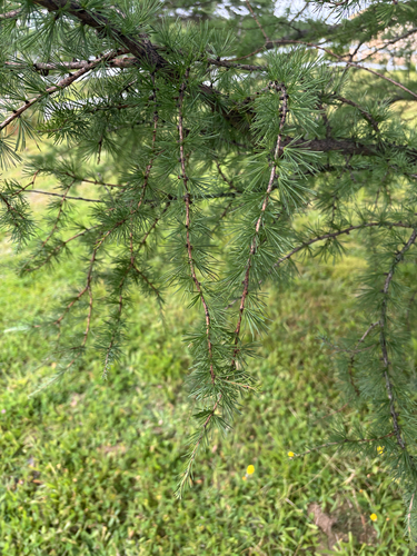 tamarack