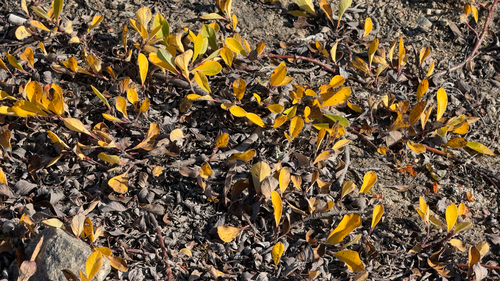 arctic willow