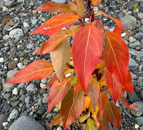 balsam poplar