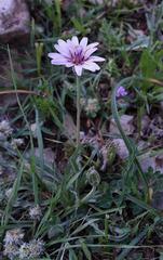 Pseudopodospermum papposum